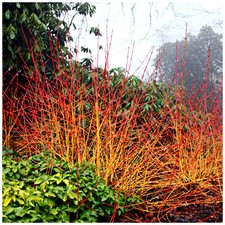 'Midwinter Fire' Dogwood /