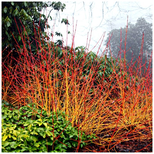 Midwinter fire dogwood - fire', /