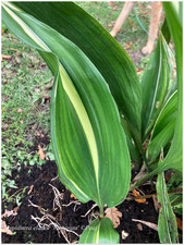 Aspidistra eliator variegata - rustic - 1 plant