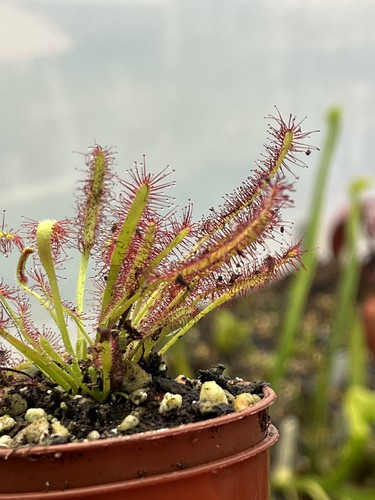 Sundew drosera capensis - sundew,