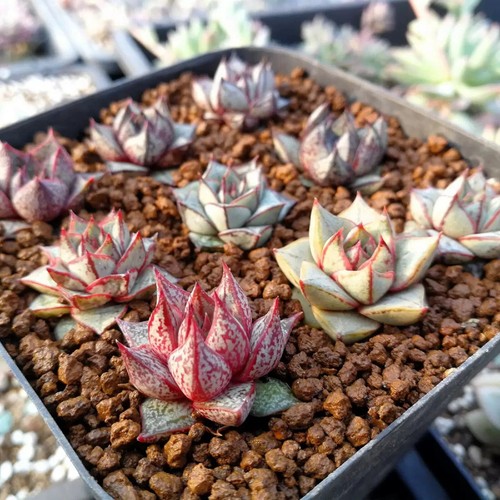 Echeveria purpusorum white - echeveria,