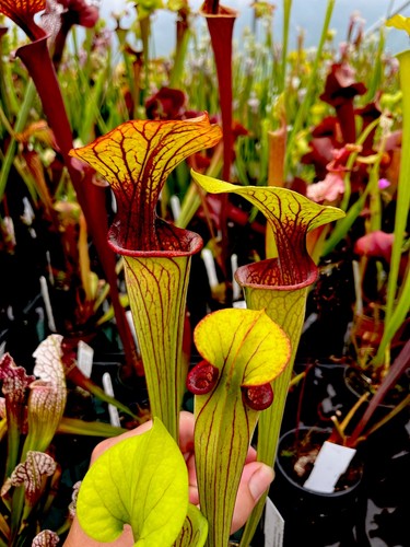 Sarracenia oreophila red - oreophila,