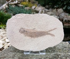 Fossil fish green river