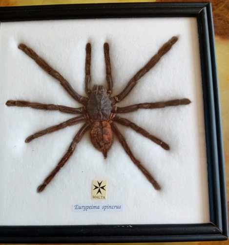 Taxidermy tarantula spider - tarantula,
