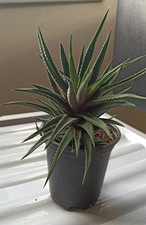 Haworthia succulent plant