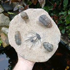 Fossil Trilobites  Devonian