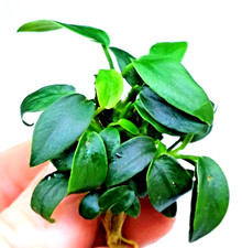 1 x Anubias Nana Bonsai Live