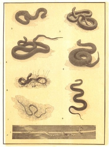 Snakes milk snake copperhead - milk,