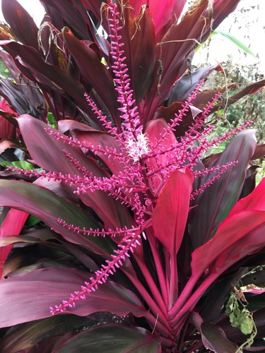 Cordyline fruticosa live - cordyline,