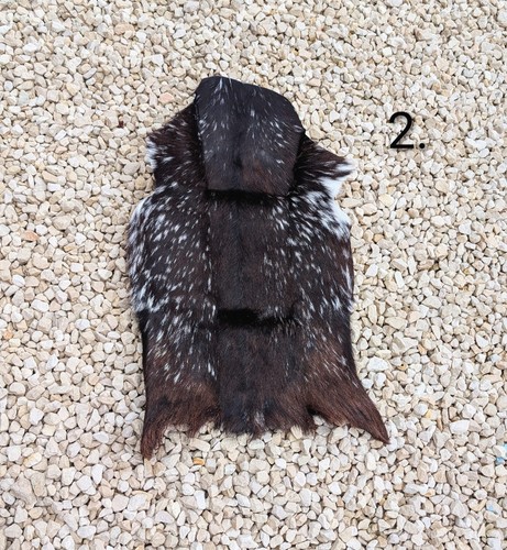 Taxidermy voodoo goathide - taxidermy,, voodoo,