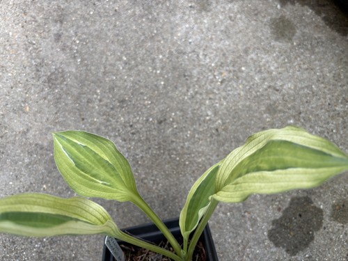 Hosta yellow polka dot - yellow,