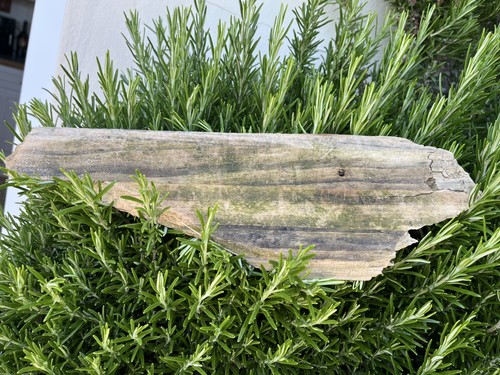 39cm long flat - long, driftwood