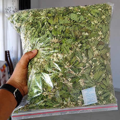 Ceylon mexican dream herb - ceylon,
