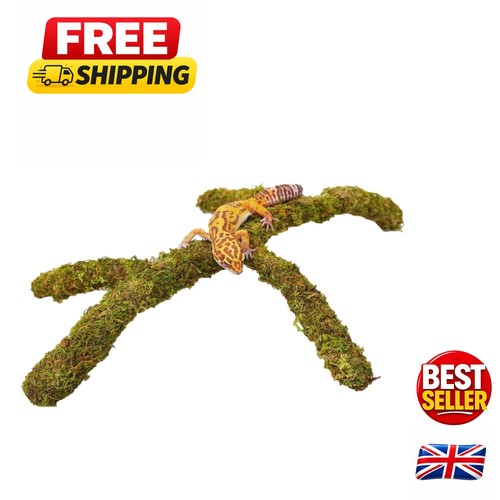 Natural forest moss - forest,