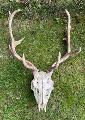 Stag deer antlers - , skull