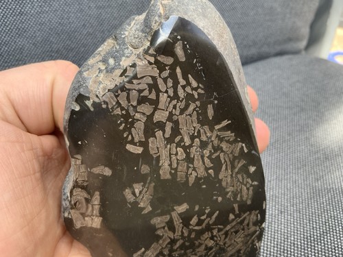 Rare fossil fish bone - rare,