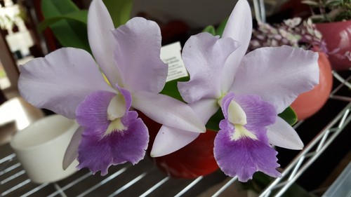 Cattleya final blue orchid - cattleya,