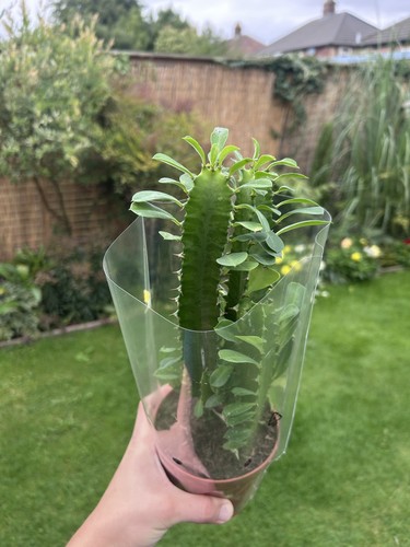 Euphorbia trigona african milk - african,