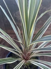 CORDYLINE AUSTRALIS TORBAY