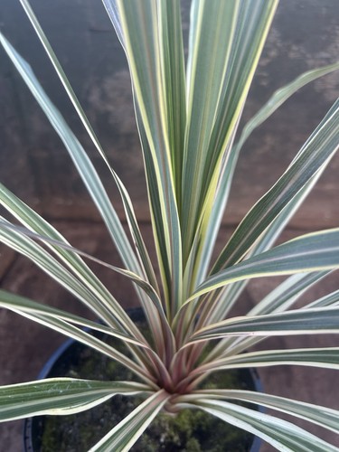 Cordyline australis torbay - cordyline,