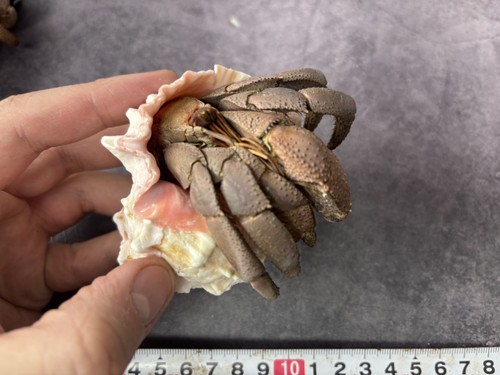 Taxidermy land hermit crab - hermit,