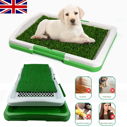 Pet dog toilet - toilet, indoor