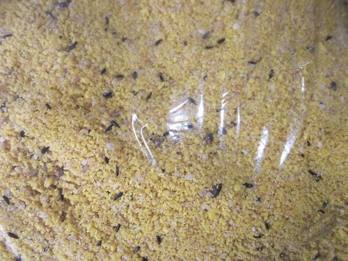 3kg superior moist - moist, food