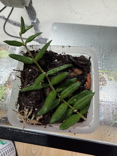 Hoya engleriana pinned - engleriana,