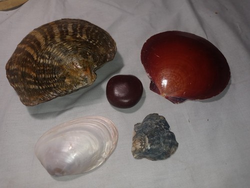 Mixed collectible shell - collectible, &