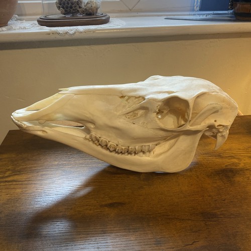 Very large deer skull - very,