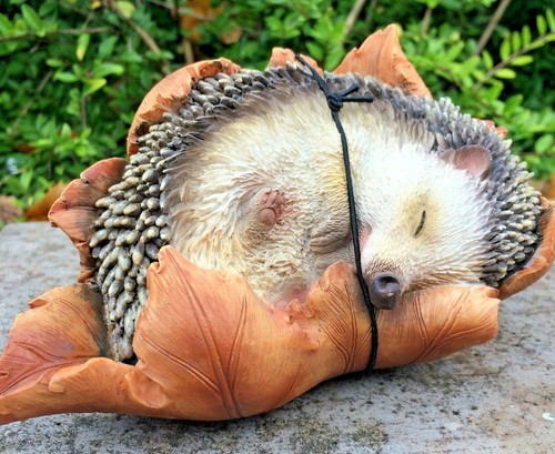 Hedgehog leaf animal vivid - animal,