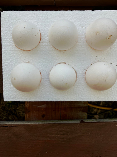 White star eggs ready - , for