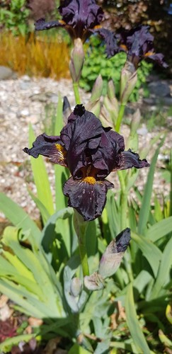 Nearly black iris germanica - iris,