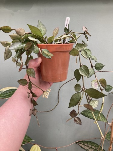 Hoya lacunosa krohniana - , full
