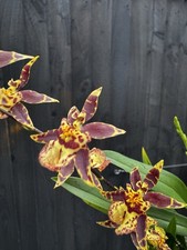 NEW Oncidium Purple And Yellow Orchid - IN FLOWER