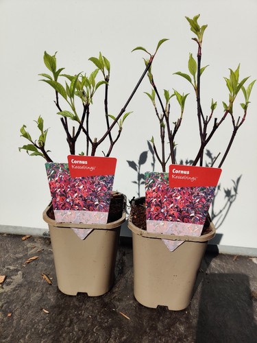 Cornus kesselringii - 2, 1l