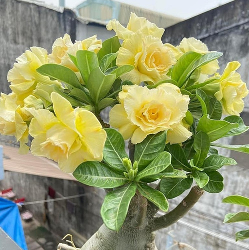 Double yellow desert - double-yellow, rose