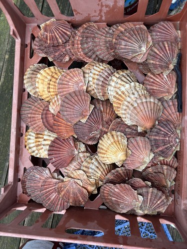 King sea scallop shells - king,