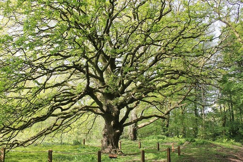 Lucome oak hybrid - a,