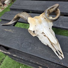 Super Rare Unusual Twisted