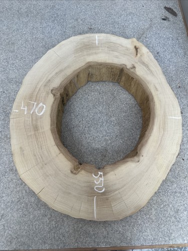 Elm tree slice - round, live