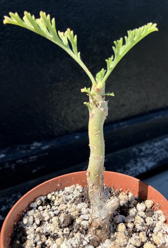 Pelargonium carnosum caudex - pelargonium,