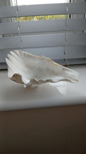 Natural clam half - natural, shells