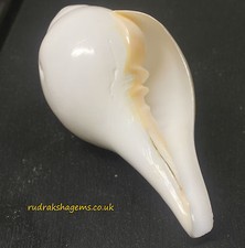 SACRED SHANKHA SOUND SHANKH CONCH SHELL VAMAVARTI HINDU POOJA  DIVINE HOLY