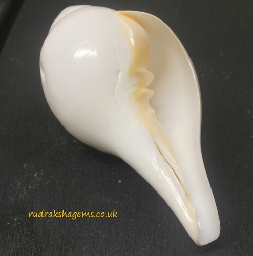 Sacred shankha sound - shankha, shankh
