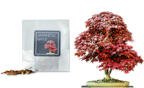 Japanese maple bonsai - maple, seeds