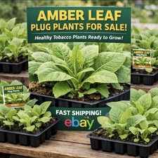 Amber leaf tobacco healthy - leaf,