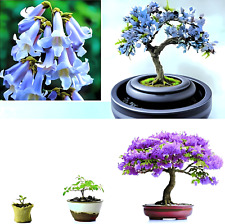 Bonsai Seeds ~ 50x ☆ Imperial Tree / Bluebell Tree ☆ (Lat. "Paulownia Tomentosa")