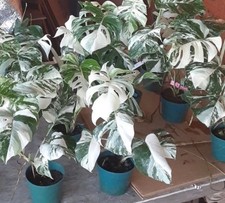 Variegated Monstera Deliciosa
