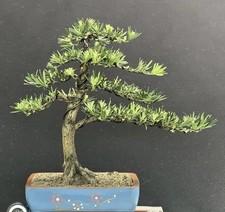 Japanese Buddhist Pine Bonsai